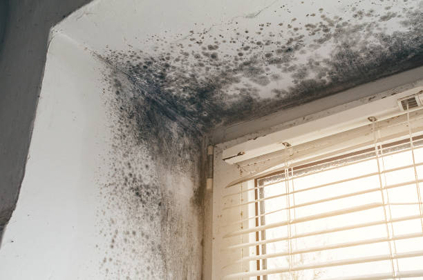 Affordable Mold Inspection solutions in Irvona, PA