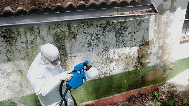 Top rated local Mold Inspection specialists in Irvona, PA